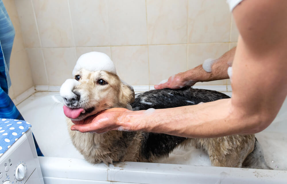 Can I Wash My Dog in Human Shampoo