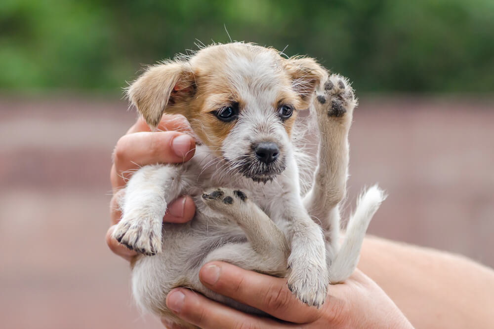 What is Dog Rescue