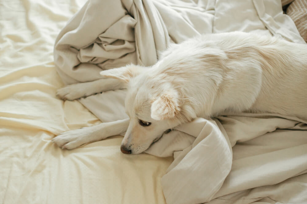 Why Does the Dog Pee in My Bed