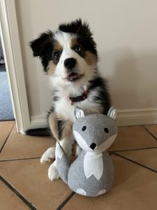 Border Collie Puppy Care Tips: Essential Guide for Happy Puppies